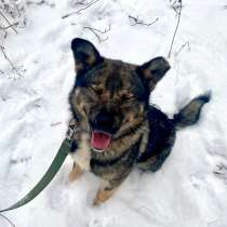 Уникальная собака ищет дом, в Санкт-Петербурге