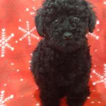 Toy puddle. Black boy's, в г.Саарбург