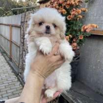 Пекинес императорский, в г.Берлин