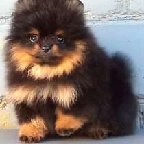 Померанский шпиц. Black tan, в г.Берлин