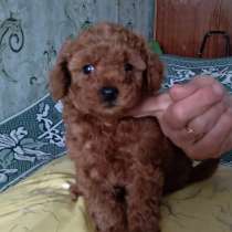 Пудель. Той / миниатюра, в г.Берлин