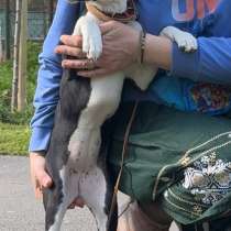 Basenji puppy female available, в г.Галац