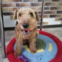 Собака Руна - вельштерьер в добрые руки!, в Москве