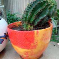 Продам кактусы и отдельные виды растений, в г.Енакиево