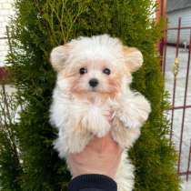 Maltipu, в г.Дубай