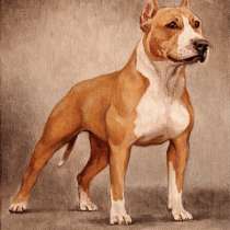 Портреты домашних животных, в г.Минск