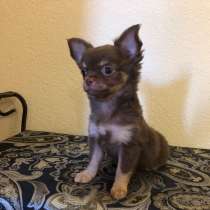 Щенки чихуахуа(д/ш), в Москве