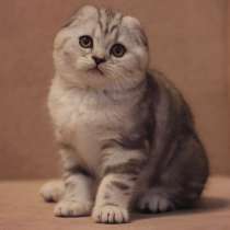 Шотландские котята, в Москве