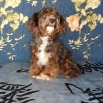 Йоркипу. Merle, в г.Mustin