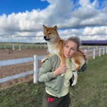 Щенки Сиба Ину, в Санкт-Петербурге