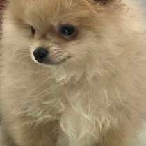 Померанский шпиц, в г.Kalefeld