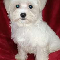 Maltipoo. White. Boy, в г.Bilsdorf