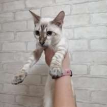 Бенгальские котики, в Красноярске