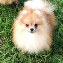 Шпиц, в г.Гамбург