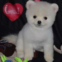 Померанский шпиц. Мишка БУ, в г.Гамбург