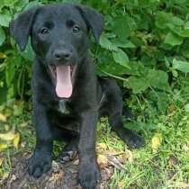 Красивые щеночки-близнецы, в Санкт-Петербурге