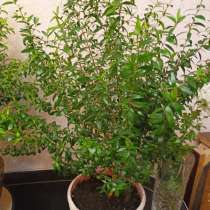 Комнатное растение Мирт, в г.Новополоцк
