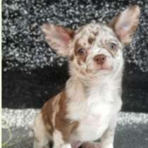 Чихуахуа. Choco merle, в г.Ascheberg