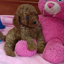 Пудель. Red, в г.Потсдам