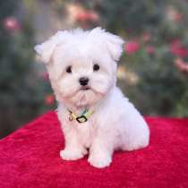 Мальтезе. Мини, в г.Кёльн