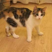 Котенок-ангелочек, в Санкт-Петербурге