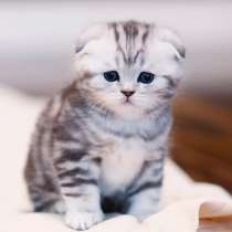 Котята шотландские и британские, в Москве