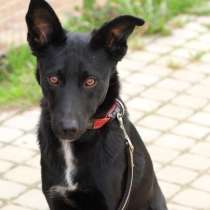 Небольшая забавная собачка в поисках дома, в Санкт-Петербурге