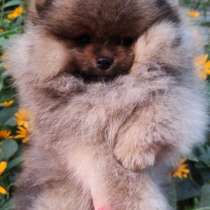 Померанский шпиц, в г.Дрезден