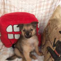 Двухмесячный щенок-вундеркинд, в Санкт-Петербурге