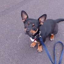 Собачка игрушечного размера, в Санкт-Петербурге