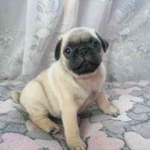 Мопсики, в Твери