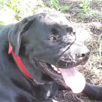 Щенки разных пород, в г.Малага