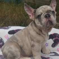 Французский бульдог. Lilac merle, в г.Вестерланд