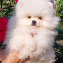 Померанский шпиц. Мини, в г.Мерсин