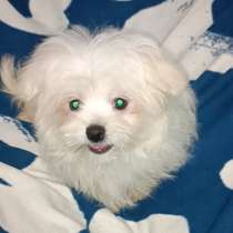 Мальтийская болонка, в г.Aach