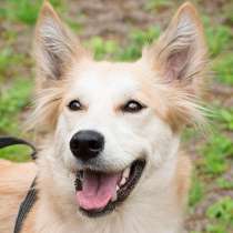 Очаровательная Кита ищет самых добрых родителей!, в Москве