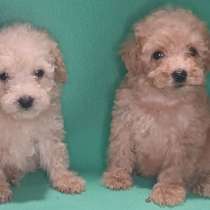 Той пудель, в г.Берлин