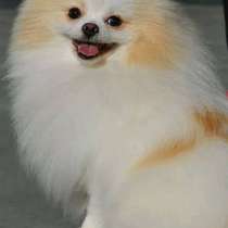 Померанский шпиц, в г.Берлин