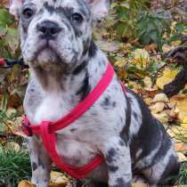 Французский бульдог. Blue merle, в г.Орлеан