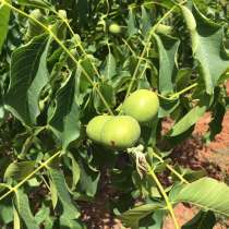 Саженцы грецкого ореха, в г.Бандырма