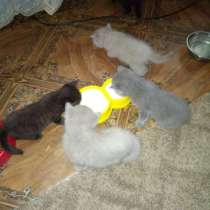 Британцы веслоухие и прямоухие, в г.Сумы