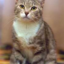 Царь-кошка Мусильда (по-домашнему Муся) украсит ваш дом!, в Санкт-Петербурге