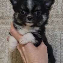 Chihuahua. Mini girl, в г.Берлин