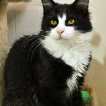 Пушистый игривый котенок, в Санкт-Петербурге