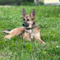 Щенок фантастической красоты, в Санкт-Петербурге