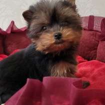 Йоркширский терьер. Мини девочка. С клубными документами, в г.Потсдам