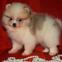 Померанский шпиц. Orange party, в г.Берлин