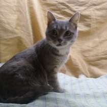 Умница и красавица Аришка (1,5 г.) в добрые руки, в Москве