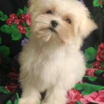 Мальтезе мини, в г.Гамбург