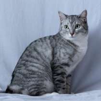 Молодая кошечка Туся в самые добрые руки!, в Москве